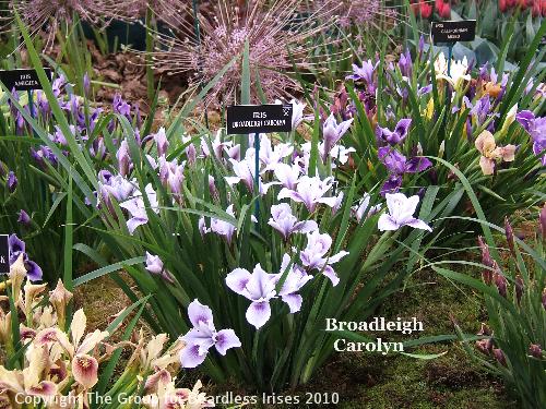 Broadleigh Carolyn